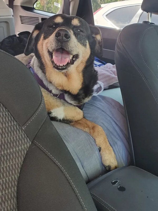 Tidbit grinning in the car, ears back