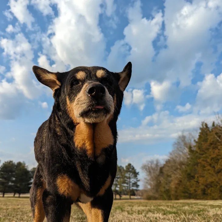 Tidbit, a black-and-tan dog, standing in a green field under a wide blue sky