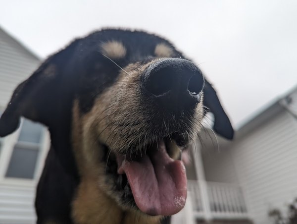 Tidbit with her tongue out, looking pleased with herself
