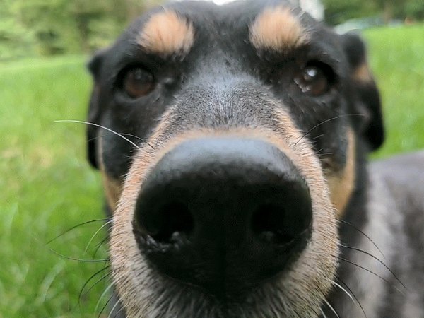 Tidbit up close, nose to the camera