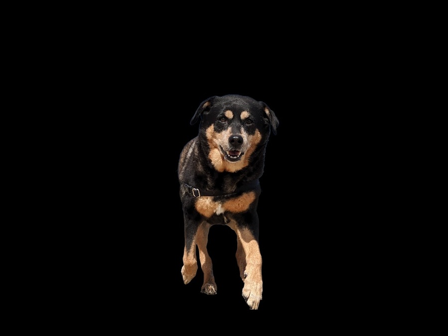A black-and-tan dog bounding forward out of the darkness